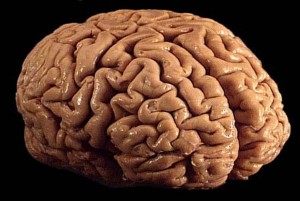 Brain