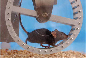 rat on treadmill